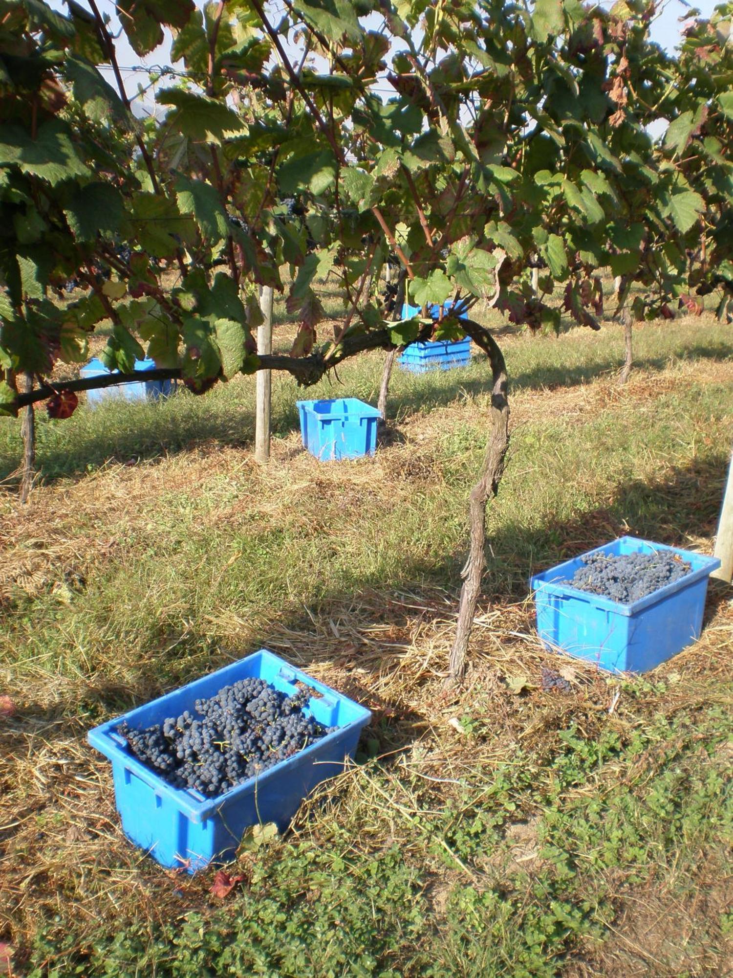 1720 Quinta Da Cancela - Winery & Farmhouse Γκιμαράες Εξωτερικό φωτογραφία